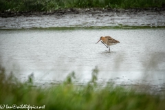 Bar-tailed Godwit in Water Feeding