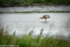 Bar-tailed Godwit in Water Shaking