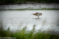 Bar-tailed Godwit in Water Shaking