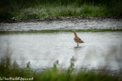 Bar-tailed Godwit in Water Feeding