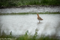 Bar-tailed Godwit in Water Feeding