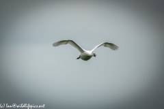 Mute Swan in Flight Front View