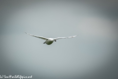 Mute Swan in Flight Front View