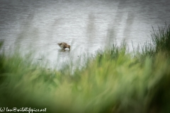 Snipe in Water Feeding Side View