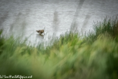 Snipe in Water Feeding Side View