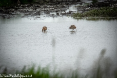 Two Bar-tailed Godwit in Water Feeding