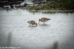 Two Bar-tailed Godwit in Water Feeding