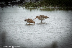 Two Bar-tailed Godwit in Water Feeding