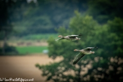 Greylag Geese in Flight Side View