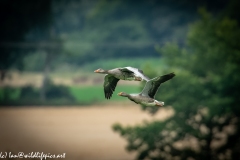 Greylag Geese in Flight Side View