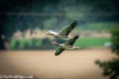 Greylag Geese in Flight Side View