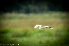 Little Egret in Flight Side View