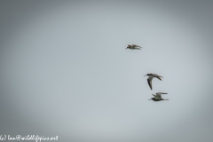 Bar-tailed Godwit & Black-tailed Godwit in Flight