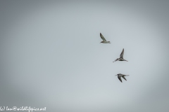 Bar-tailed Godwit & Black-tailed Godwit in Flight