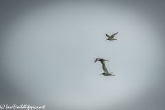 Bar-tailed Godwit & Black-tailed Godwit in Flight