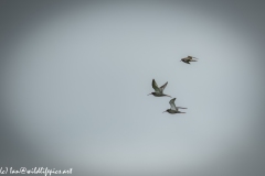 Bar-tailed Godwit & Black-tailed Godwit in Flight