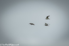 Bar-tailed Godwit & Black-tailed Godwit in Flight