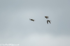 Bar-tailed Godwit & Black-tailed Godwit in Flight