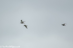 Bar-tailed Godwit & Black-tailed Godwit in Flight