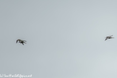 Bar-tailed Godwit & Black-tailed Godwit in Flight