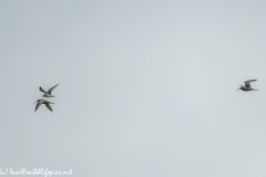 Bar-tailed Godwit & Black-tailed Godwit in Flight