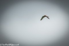 Female Kestrel in Flight Front View