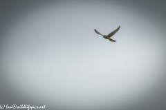 Female Kestrel in Flight Front View