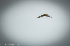 Female Kestrel in Flight Front View