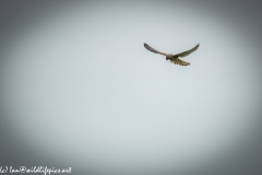 Female Kestrel in Flight Front View