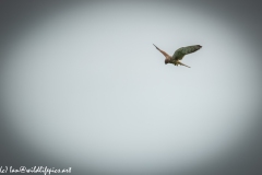 Female Kestrel in Flight Front View