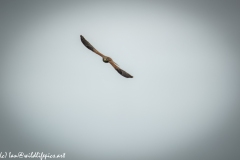 Female Kestrel in Flight Front View