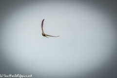 Female Kestrel in Flight Front View