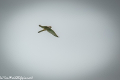 Female Kestrel in Flight Side View