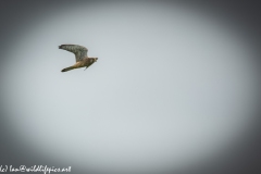 Female Kestrel in Flight Side View