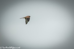 Female Kestrel in Flight Side View