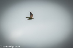 Female Kestrel in Flight Side View