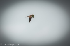 Female Kestrel in Flight Side View