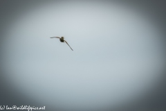 Female Kestrel in Flight Front View