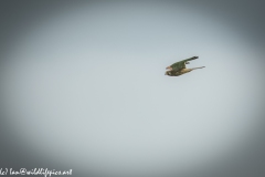 Female Kestrel in Flight Side View