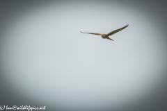 Female Kestrel in Flight Front View