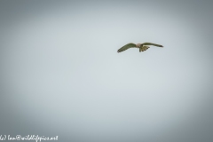 Female Kestrel in Flight Front View