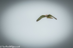 Female Kestrel in Flight Front View