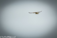 Female Kestrel in Flight Front View