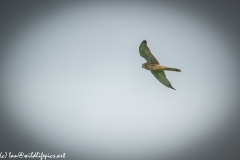 Female Kestrel in Flight Side View