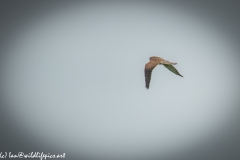 Female Kestrel in Flight Side View