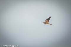 Female Kestrel in Flight Side View