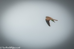 Female Kestrel in Flight Side View