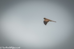 Female Kestrel in Flight Side View