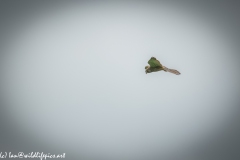 Female Kestrel in Flight Side View