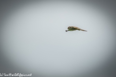 Female Kestrel in Flight Side View